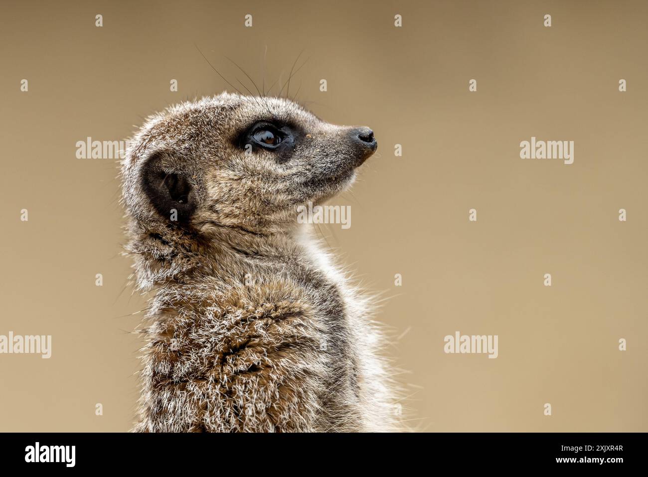 Suricat en garde dans un zoo Banque D'Images