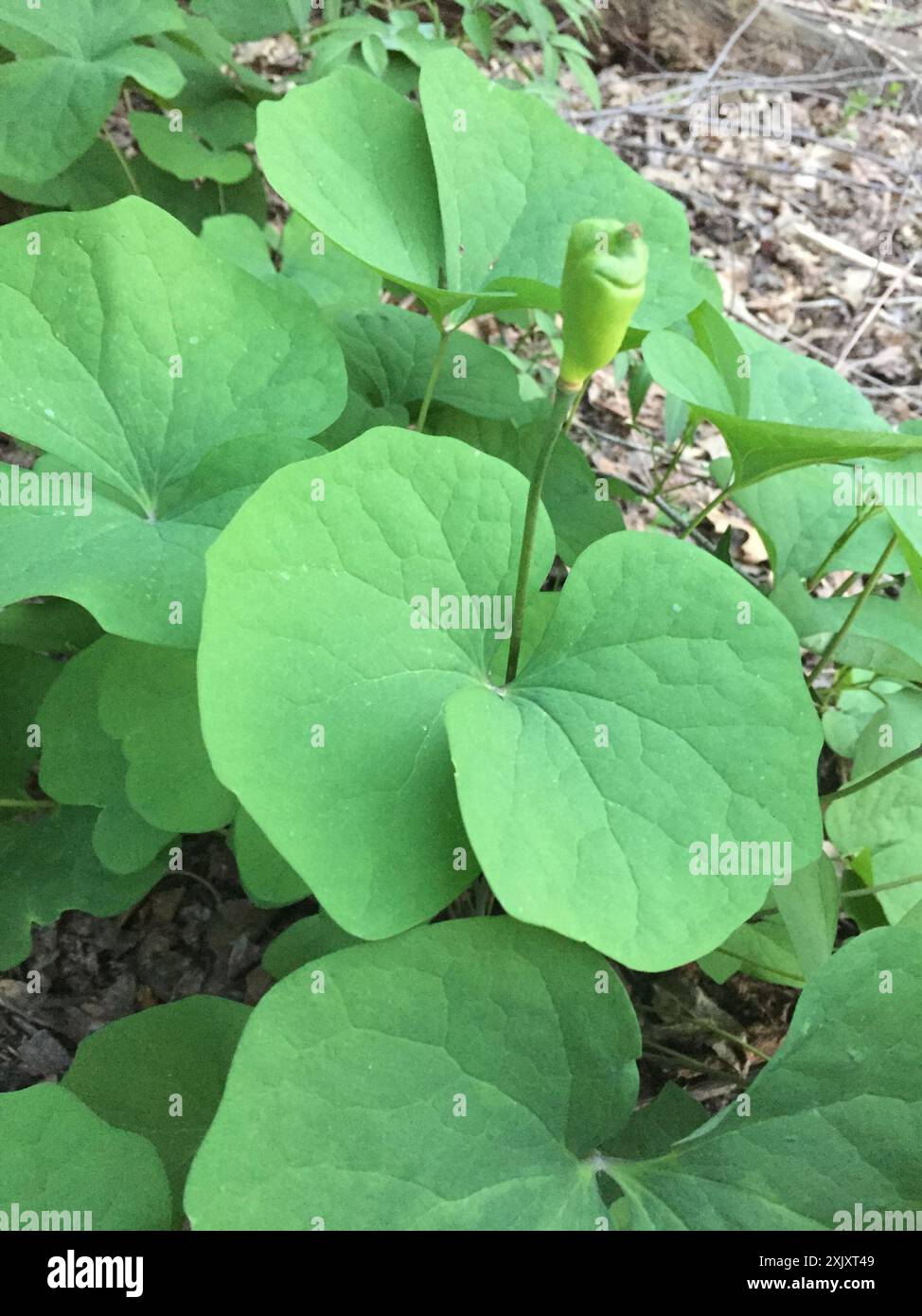 Jumelles (Jeffersonia diphylla) Plantae Banque D'Images