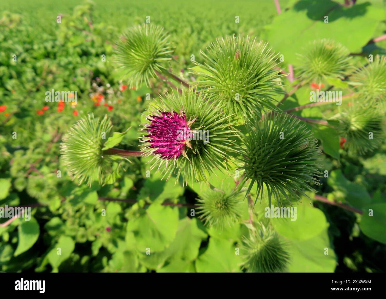 ...Wer ihre Bluetenknospe einmal in den Haaren hatte, der Weiß sofort, warum sie SO heißt wie sie heißt - filzig---darum nennt man auch die Riemenverschluesse an Jacken, Hosen und Schuhen - Klettverschluss-- - Filzige Klette - Bluetenstand - vier Knospen noch geschlossen *** quiconque a déjà eu son bouton de fleur dans ses cheveux sait immédiatement pourquoi il est appelé ce qu'il est appelé felty c'est pourquoi les attaches de sangle sur les vestes, pantalons et chaussures sont également appelés velcro feutre fleur de bardane stand quatre bourgeons encore fermés Banque D'Images