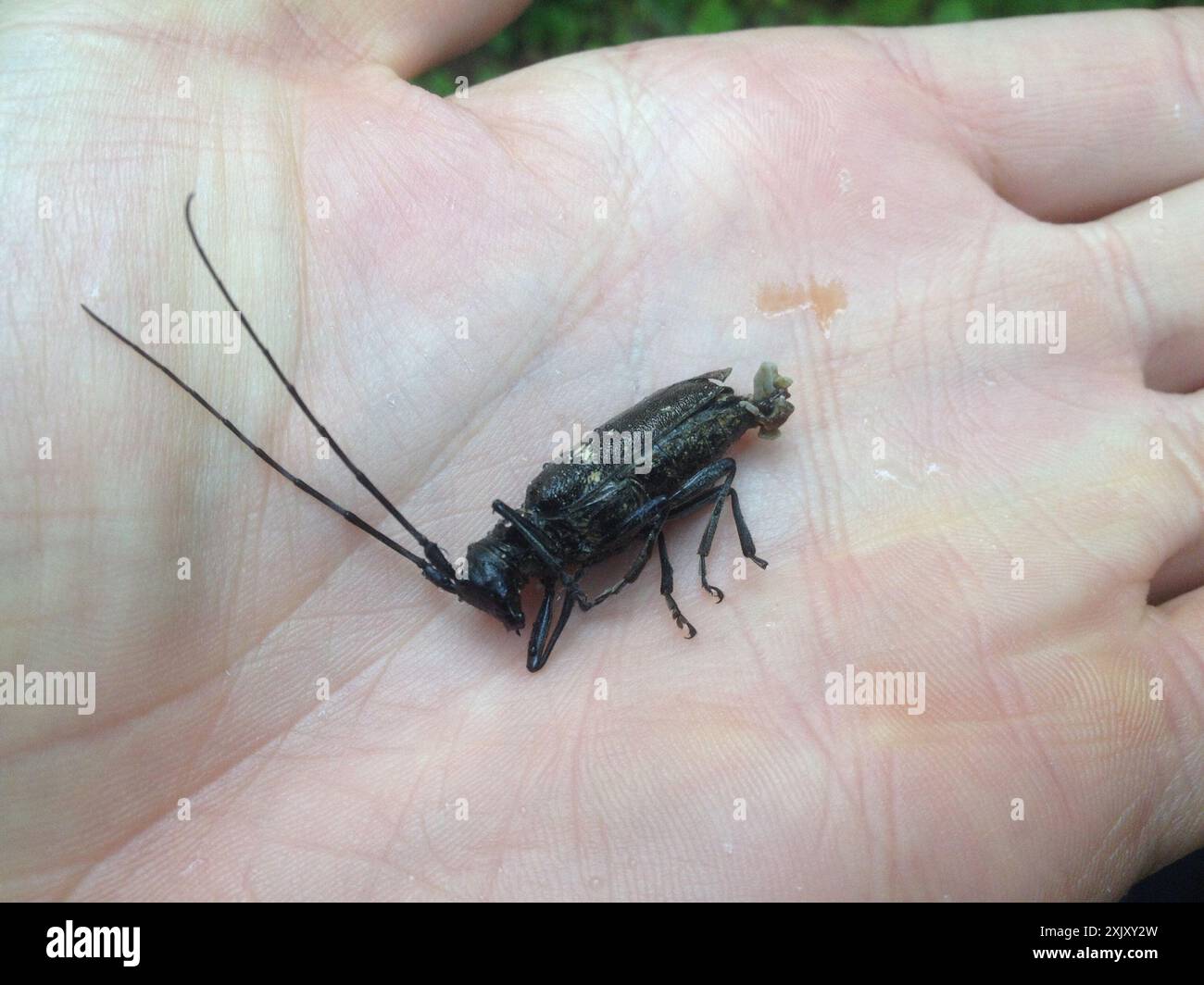 Charpentier Sawyer Beetle (Monochamus sartor) Insecta Banque D'Images