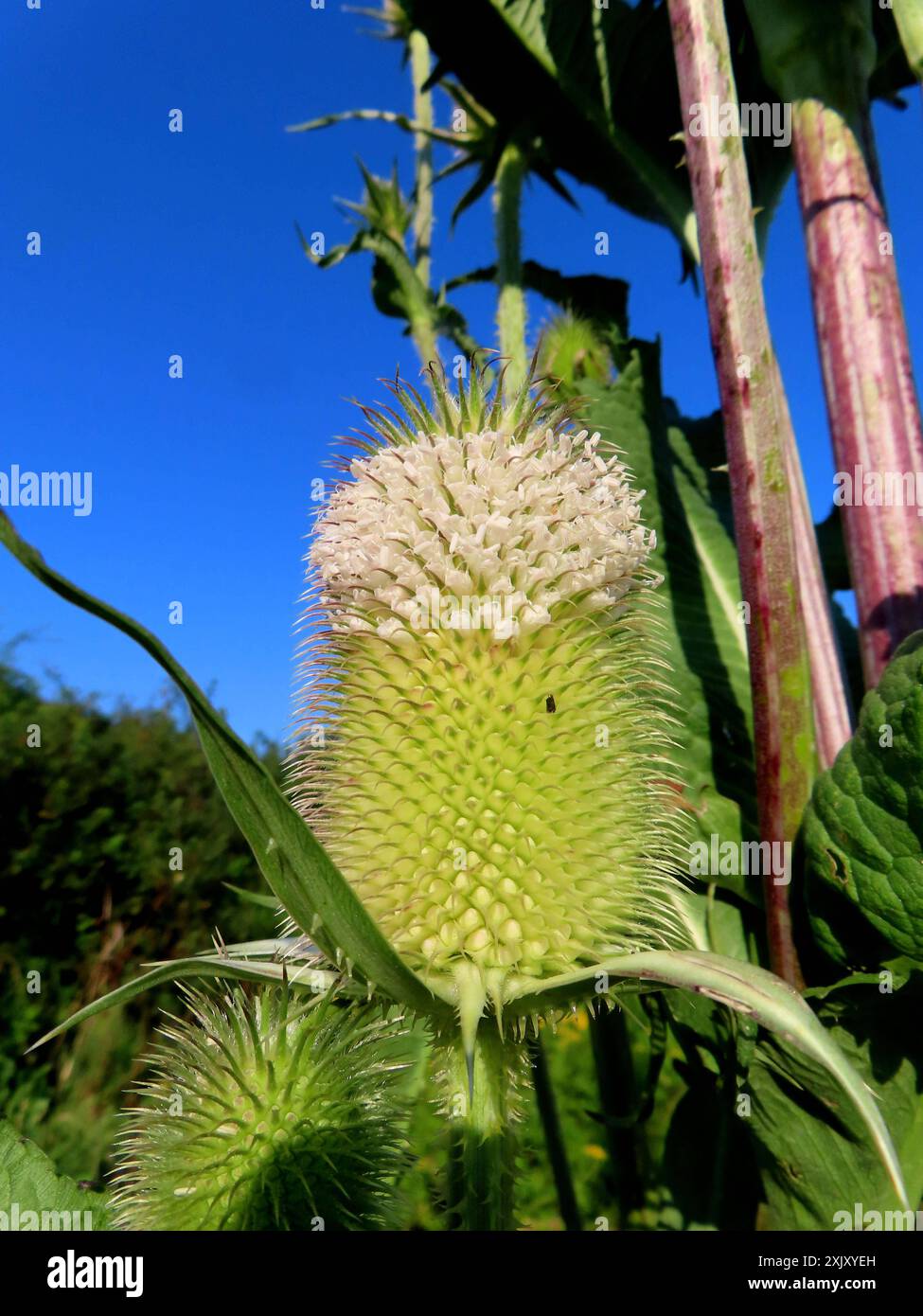 ...Ist schon etwas Besonderes - diese weißbluehende Wilde Karde zu sehen... Wilde Karde weißbluehende Knospe *** il est tout à fait quelque chose à voir ce teasel sauvage à fleurs blanches teasel sauvage bourgeon à fleurs blanches Banque D'Images