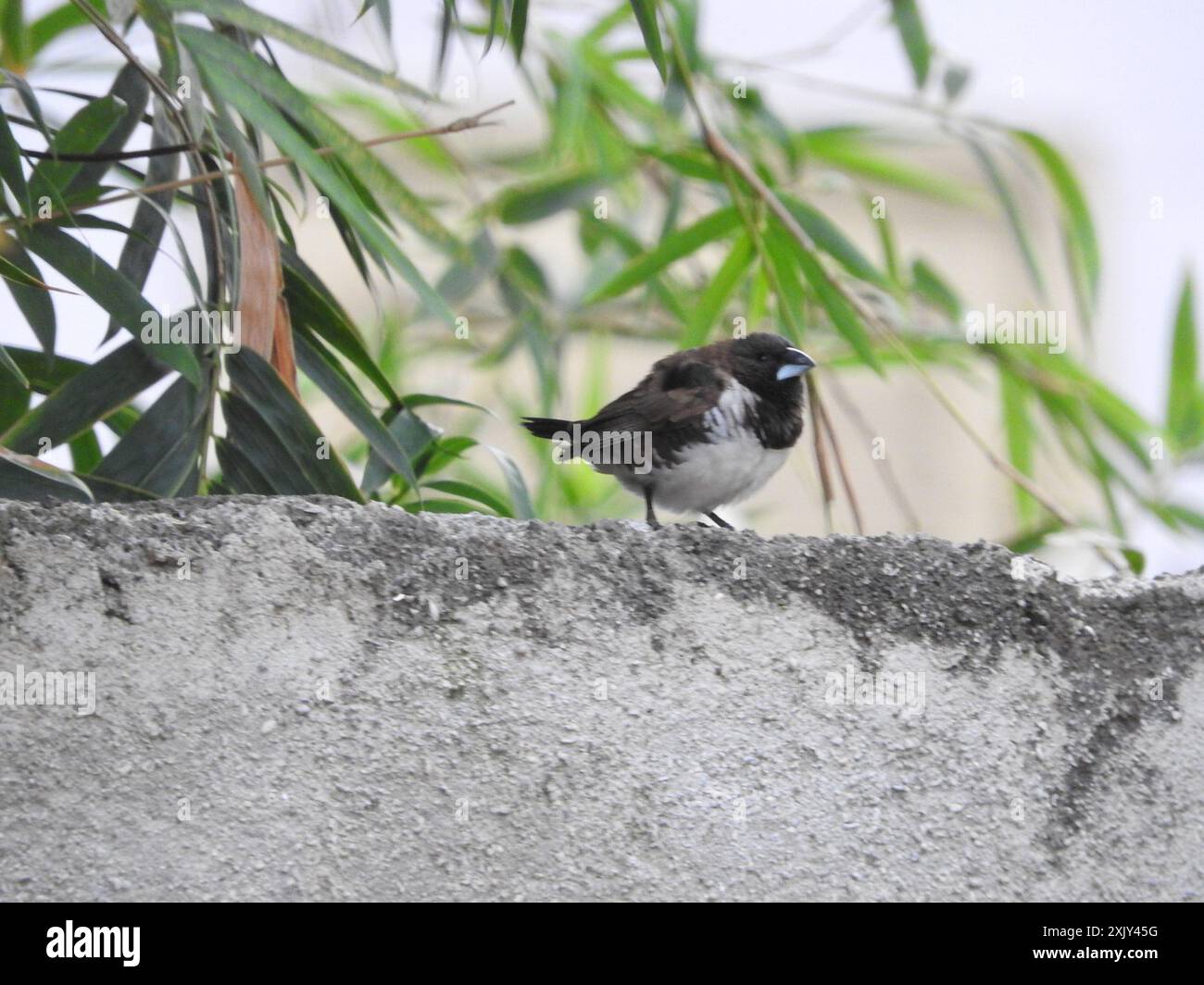 Mannikin en bronze (Spermestes cucullata) Aves Banque D'Images