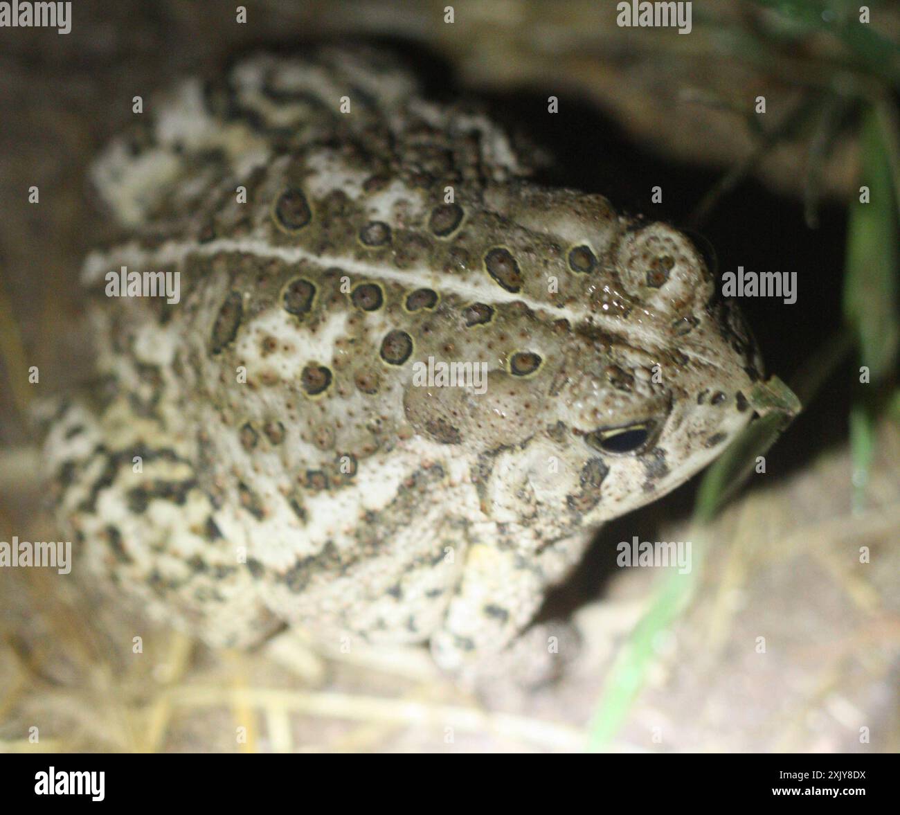 Crapaud de Woodhouse (Anaxyrus woodhousii) Amphibia Banque D'Images