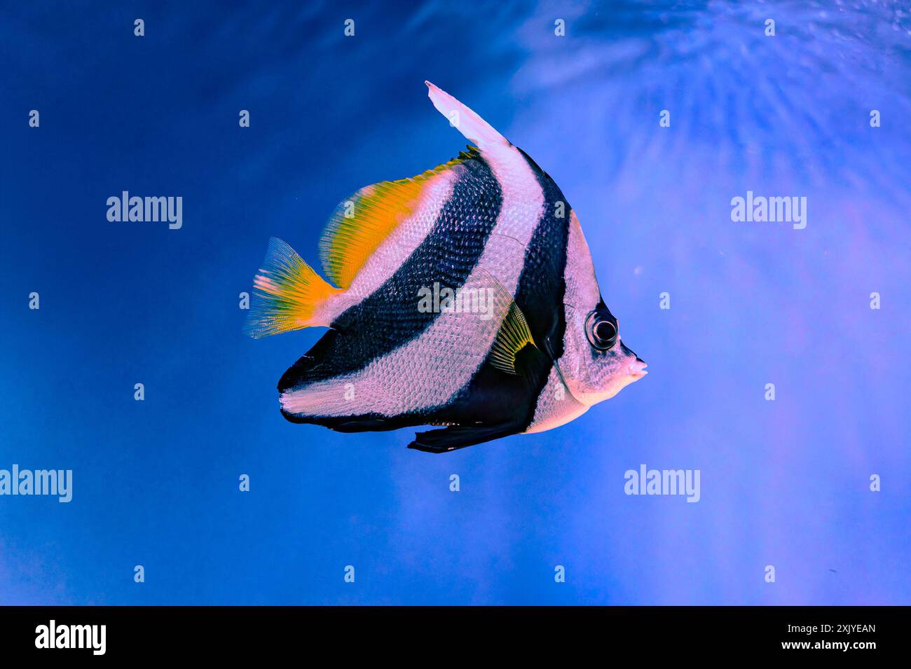 Le coralfish Heniochus acuminatus, également connu sous le nom de poisson-banane à nageoires longues, poisson-banane de récif ou coachman, est une espèce de poisson de la famille Banque D'Images