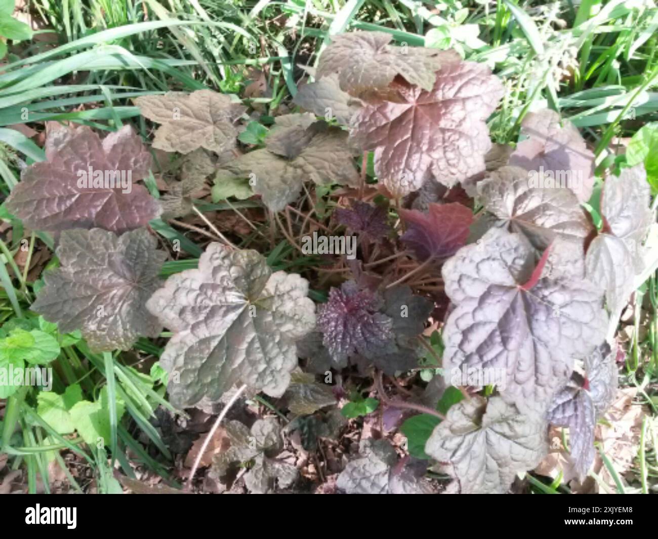 Alumroots (Heuchera) Plantae Banque D'Images