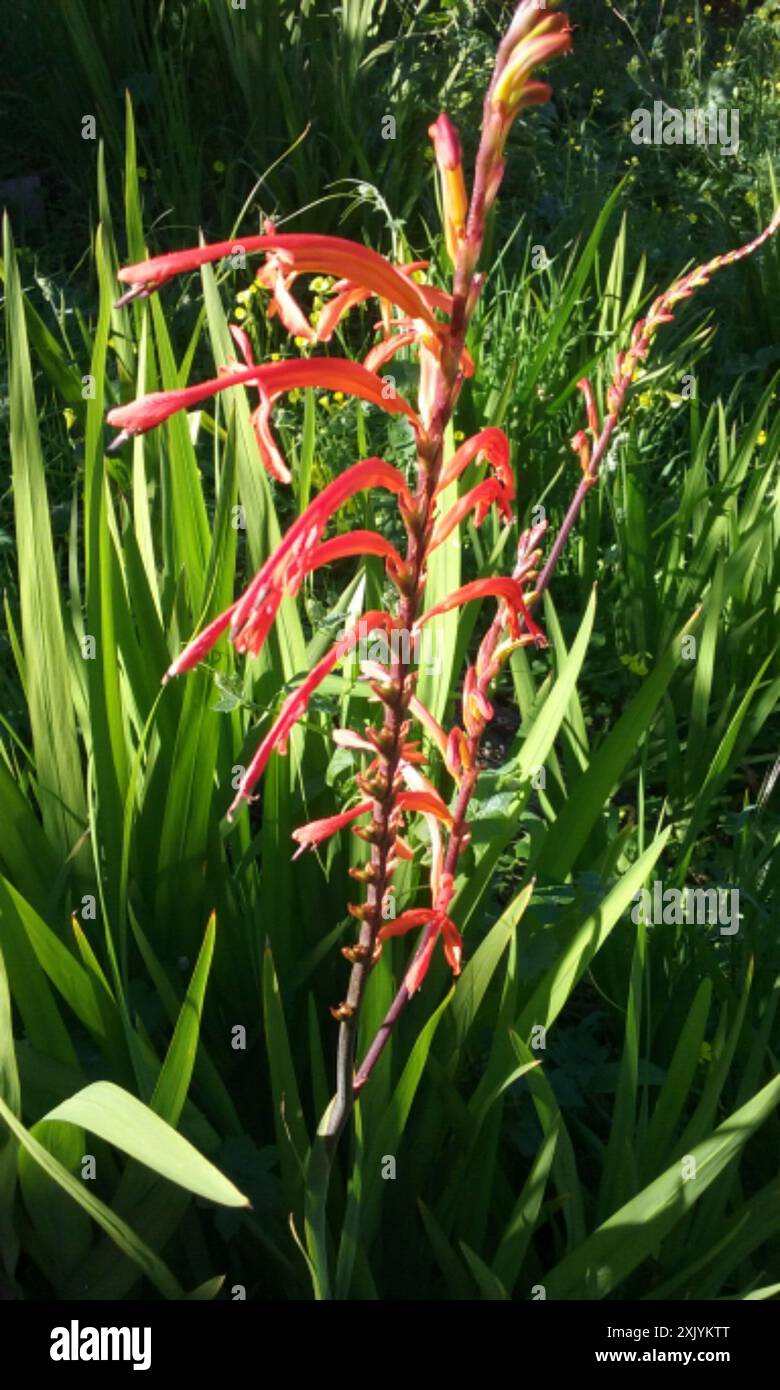 Drapeau africain (Chasmanthe floribunda) Plantae Banque D'Images