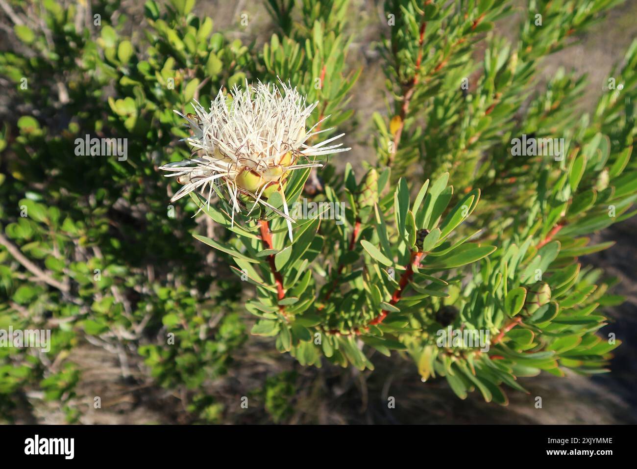 Lanceleaf Sugarbush (Protea lanceolata) Plantae Banque D'Images