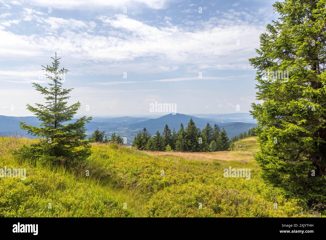 Sommer in Bayern Blick über die Osserwiese unterhalb des Kleinen Ossers nach Nordwesten., Lam Bayern Deutschland *** été en Bavière vue sur la prairie d'Osser en dessous du Kleiner Osser au nord-ouest, Lam Bayern Allemagne Banque D'Images