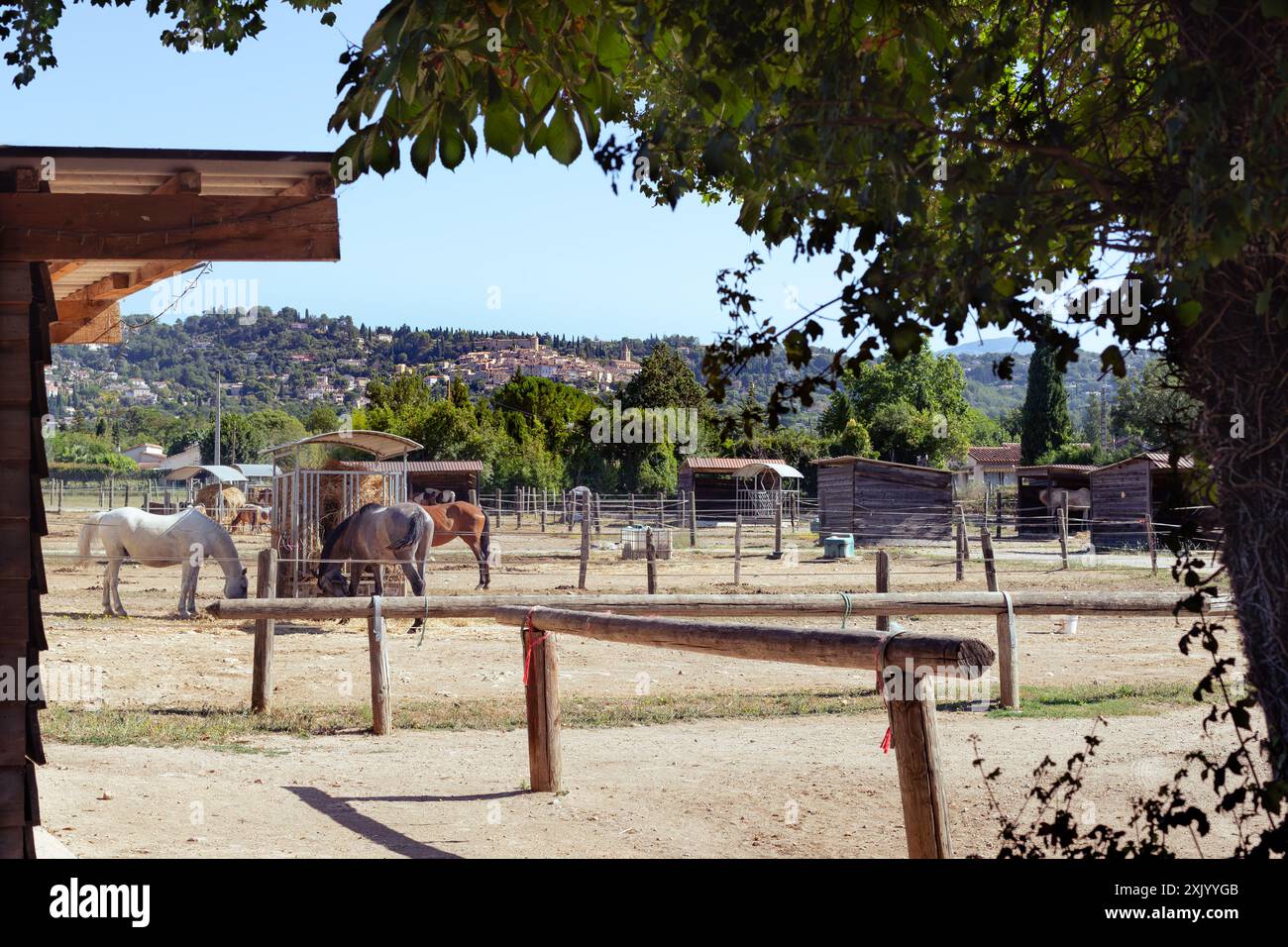 Écurie de chevaux en Provene avec des chevaux qui paissent et un beau village provençal en arrière-plan Banque D'Images