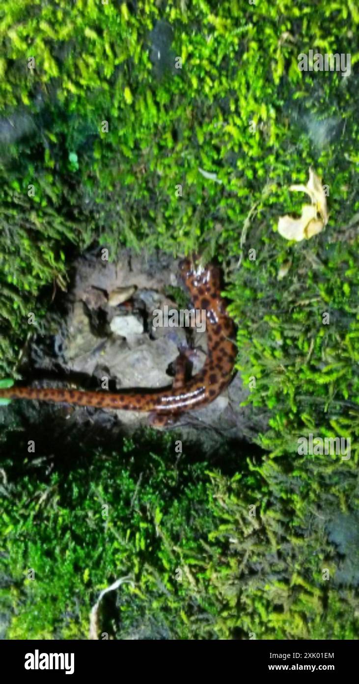 Salamandre des grottes (Eurycea lucifuga) Amphibia Banque D'Images