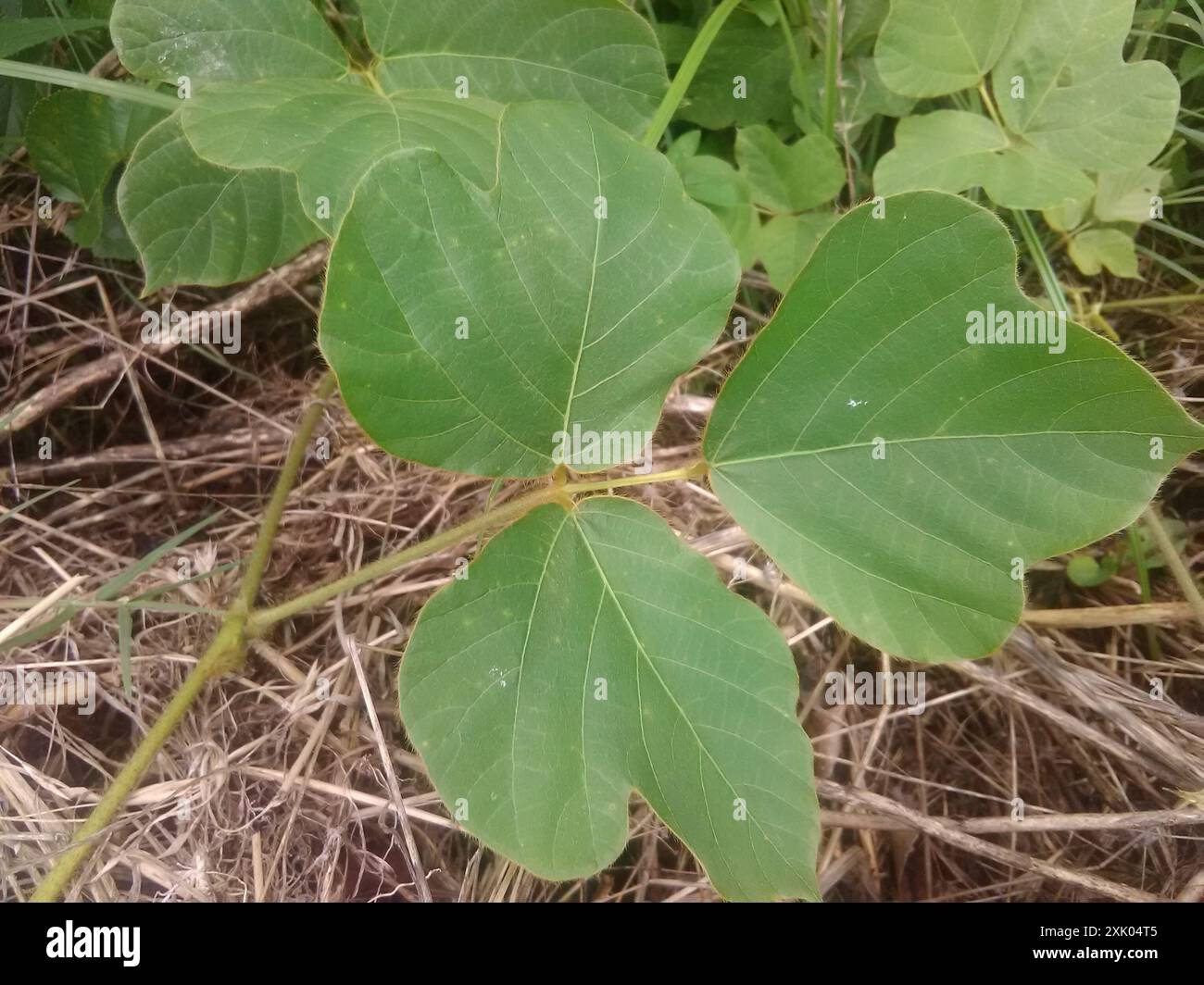 Haricot de Kudzu (Pueraria montana lobata) Plantae Banque D'Images