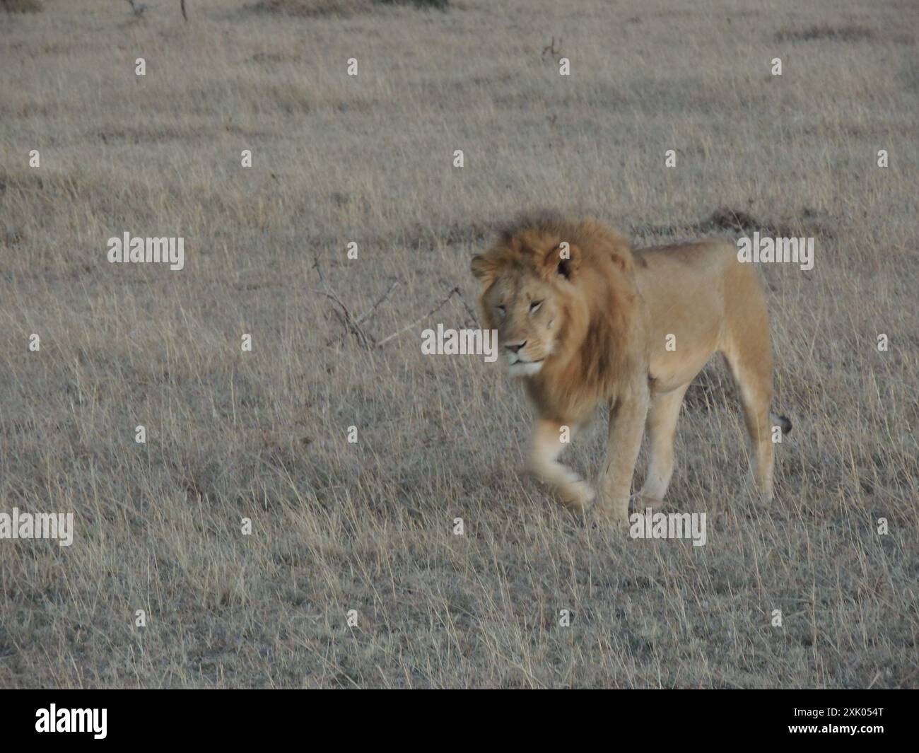 Kenyan Lions Kenya Afrique de l'est Banque D'Images