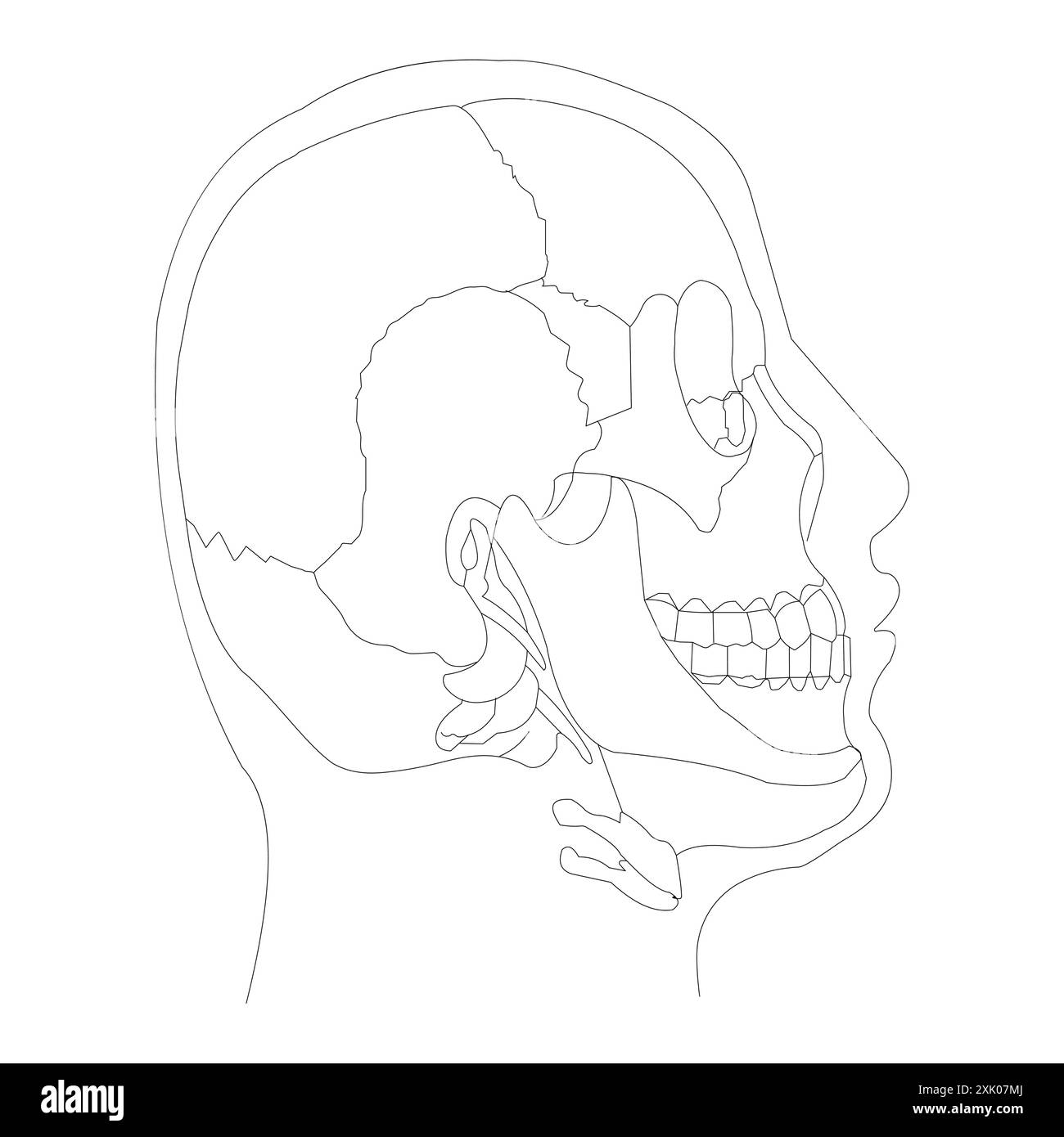 OS du crâne humain - illustration de vue latérale anatomique sur fond blanc Illustration de Vecteur