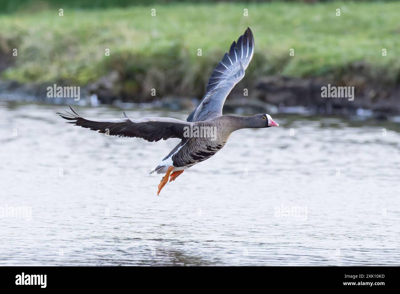 L'oie à front blanc inférieur arrive sur terre Banque D'Images