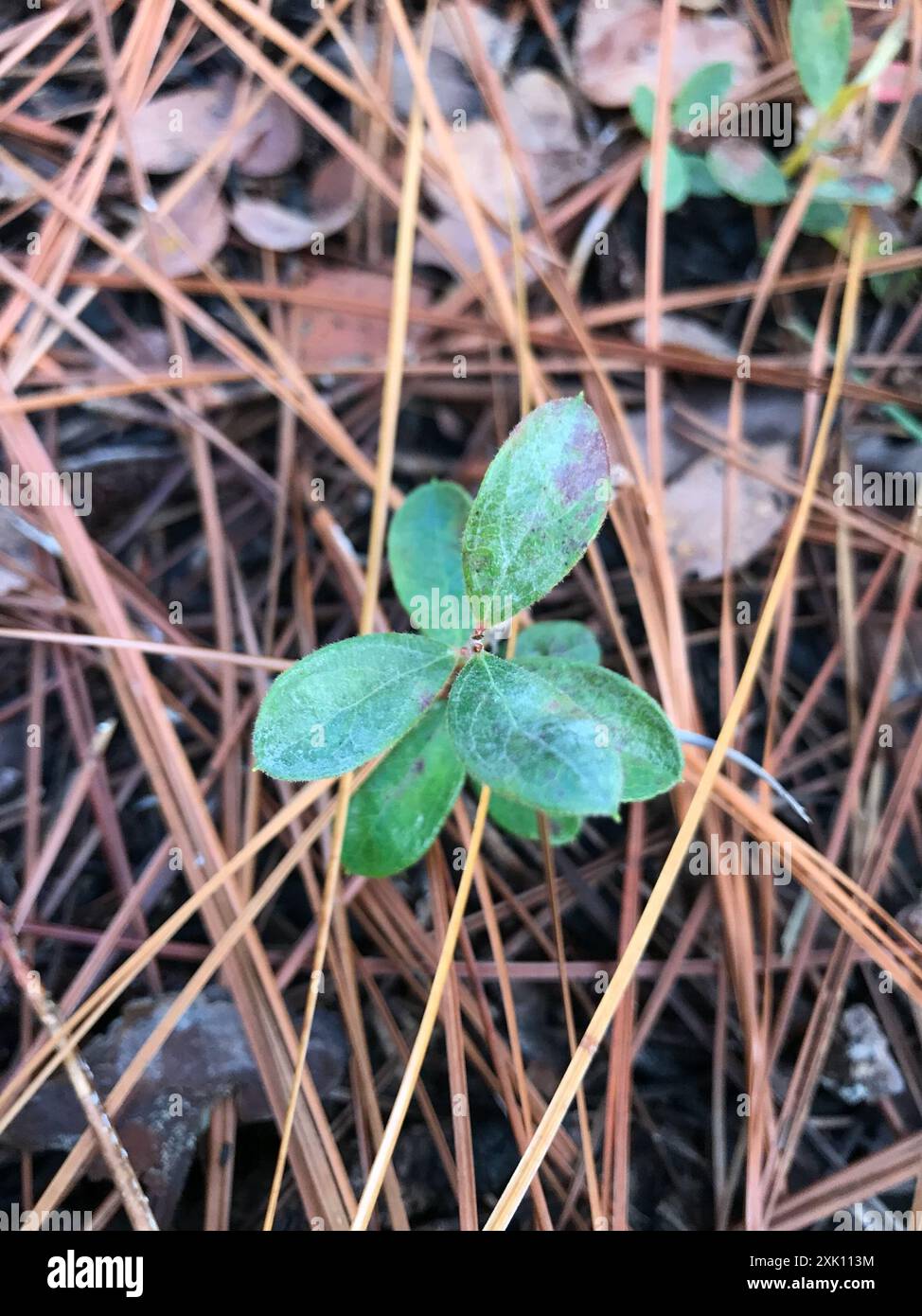 Myrtille naine (Gaylussacia dumosa) Plantae Banque D'Images