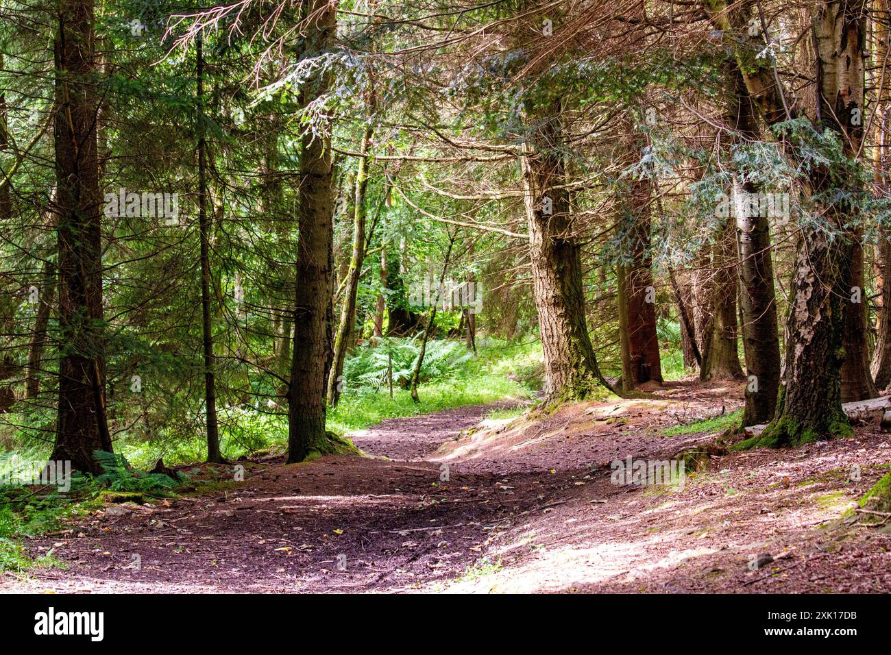 Dundee Templeton Woods en Écosse a de beaux sentiers de la nature sinueux à travers un terrain luxuriant, un feuillage vert vif et un paysage magnifique pendant la s. Banque D'Images