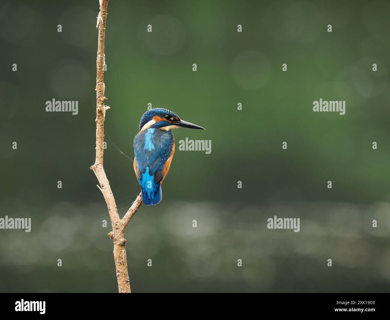 kingfisher juvénile, seulement quelques semaines sont indépendants, ils doivent pêcher avec succès pour survivre ! Banque D'Images