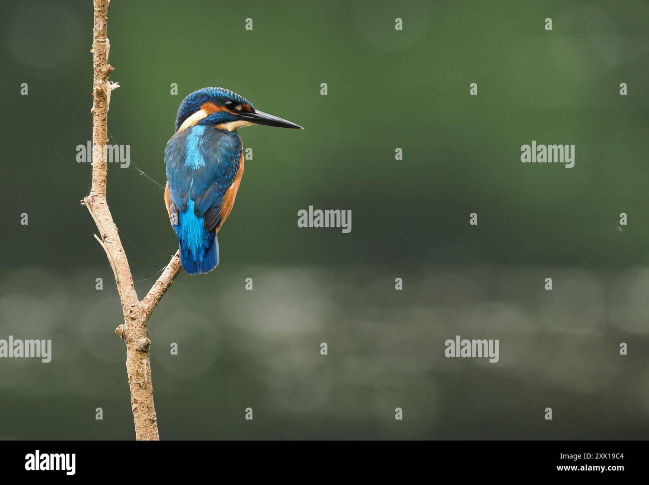 kingfisher juvénile, seulement quelques semaines sont indépendants, ils doivent pêcher avec succès pour survivre ! Banque D'Images