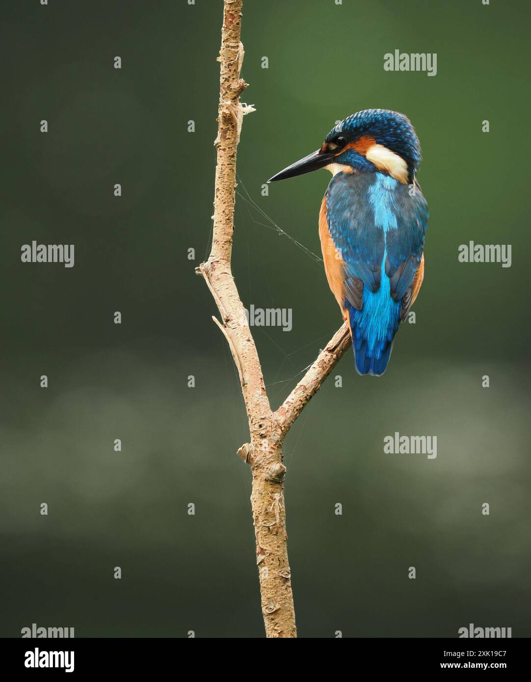 kingfisher juvénile, seulement quelques semaines sont indépendants, ils doivent pêcher avec succès pour survivre ! Banque D'Images