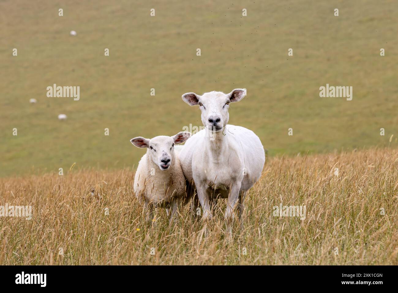 Une brebis et un agneau dans un champ dans les South Downs, regardant la caméra Banque D'Images