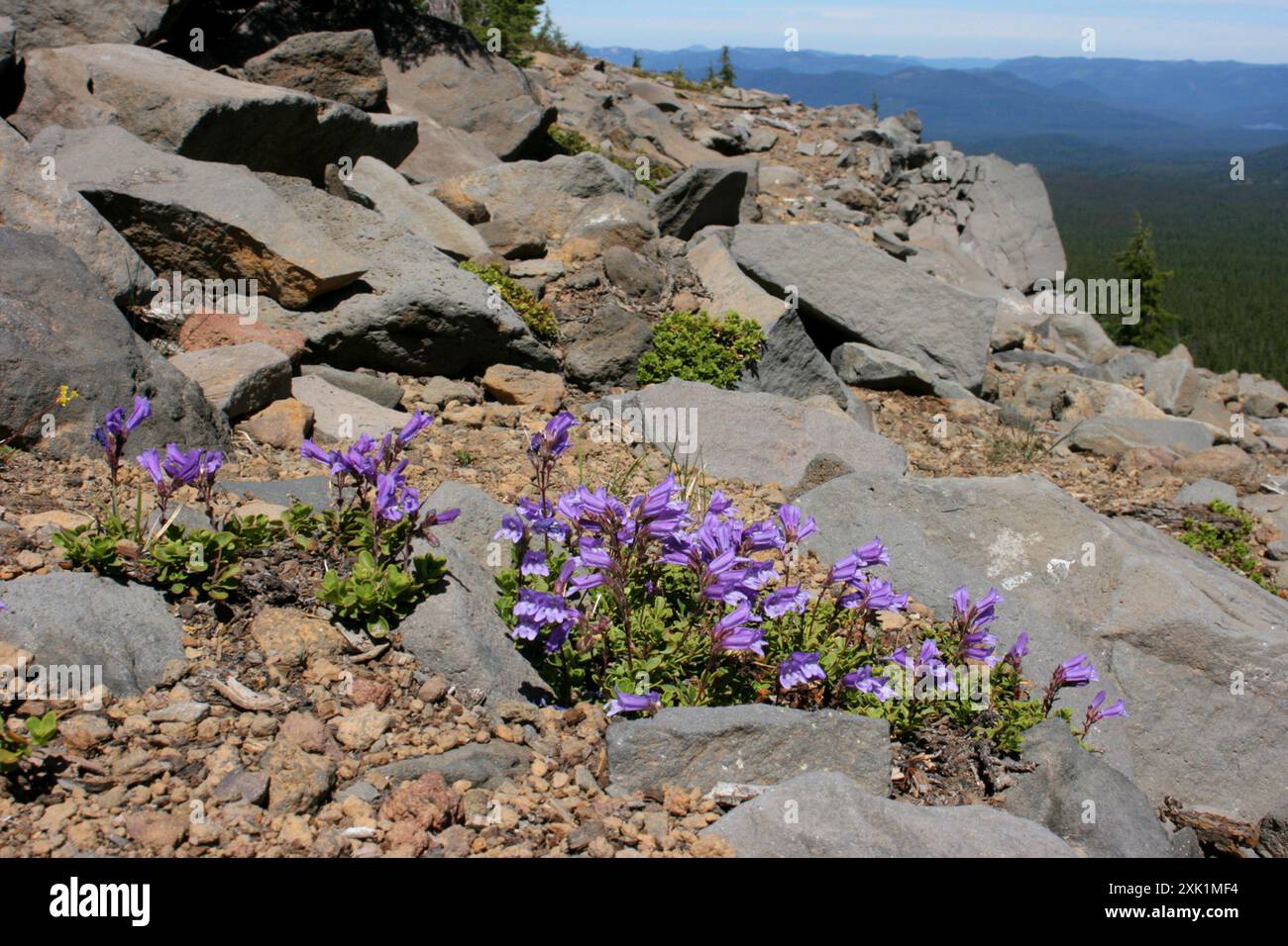 Penstemon (Penstemon davidsonii) Plantae de Davidson Banque D'Images