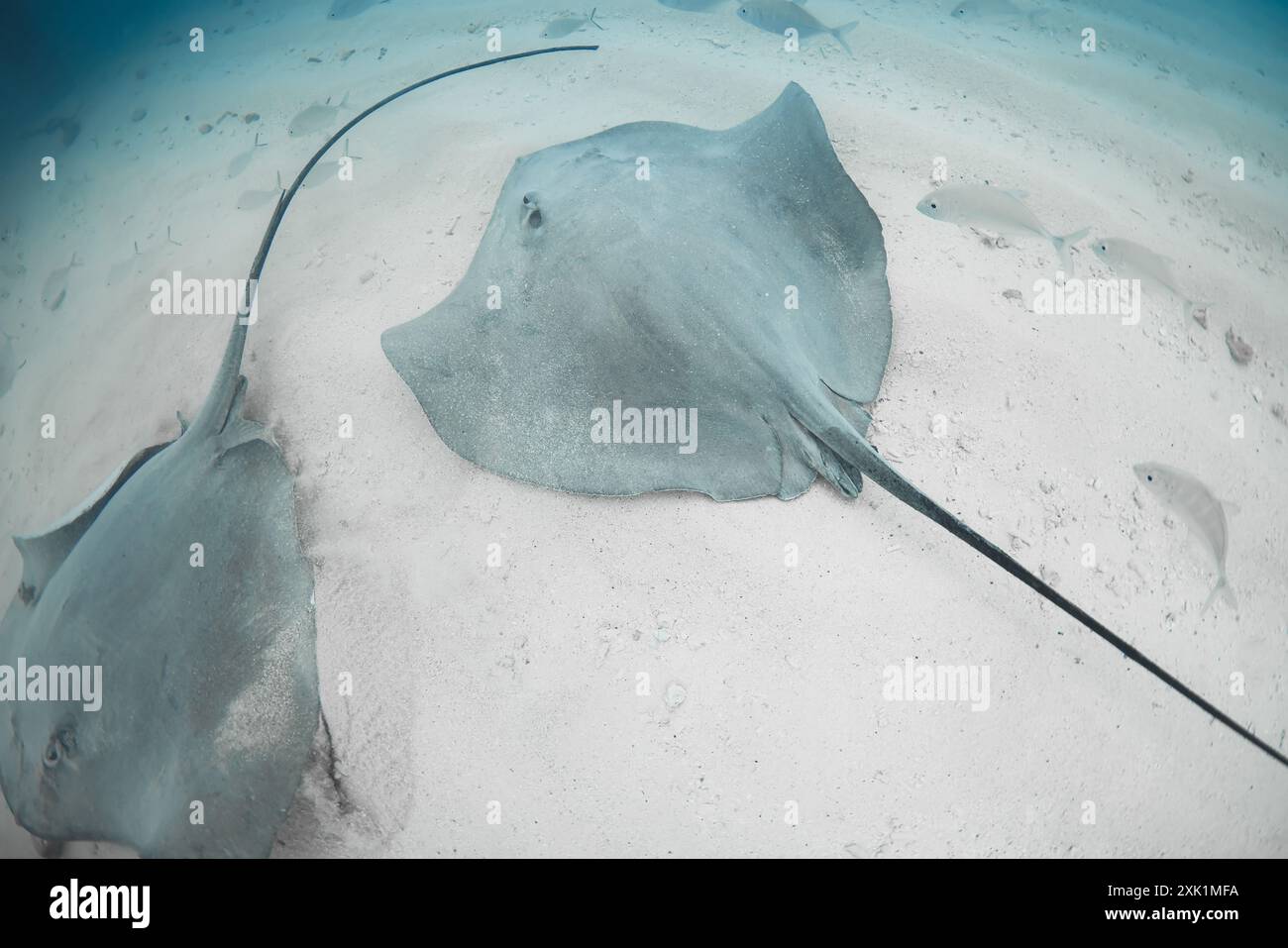 Stingray sous l'eau sur fond de mer sablonneux. Raies piquantes en mer tropicale Banque D'Images