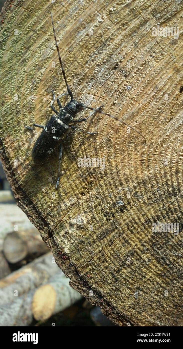 Charpentier Sawyer Beetle (Monochamus sartor) Insecta Banque D'Images