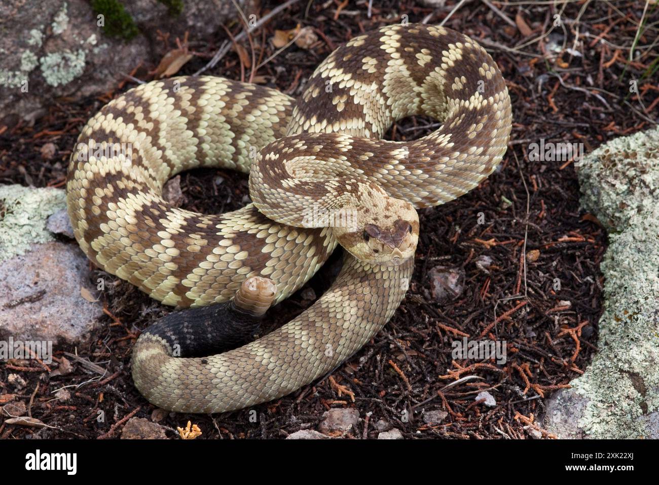 Crotalus molossus (Crotalus molossus) Reptilia Banque D'Images