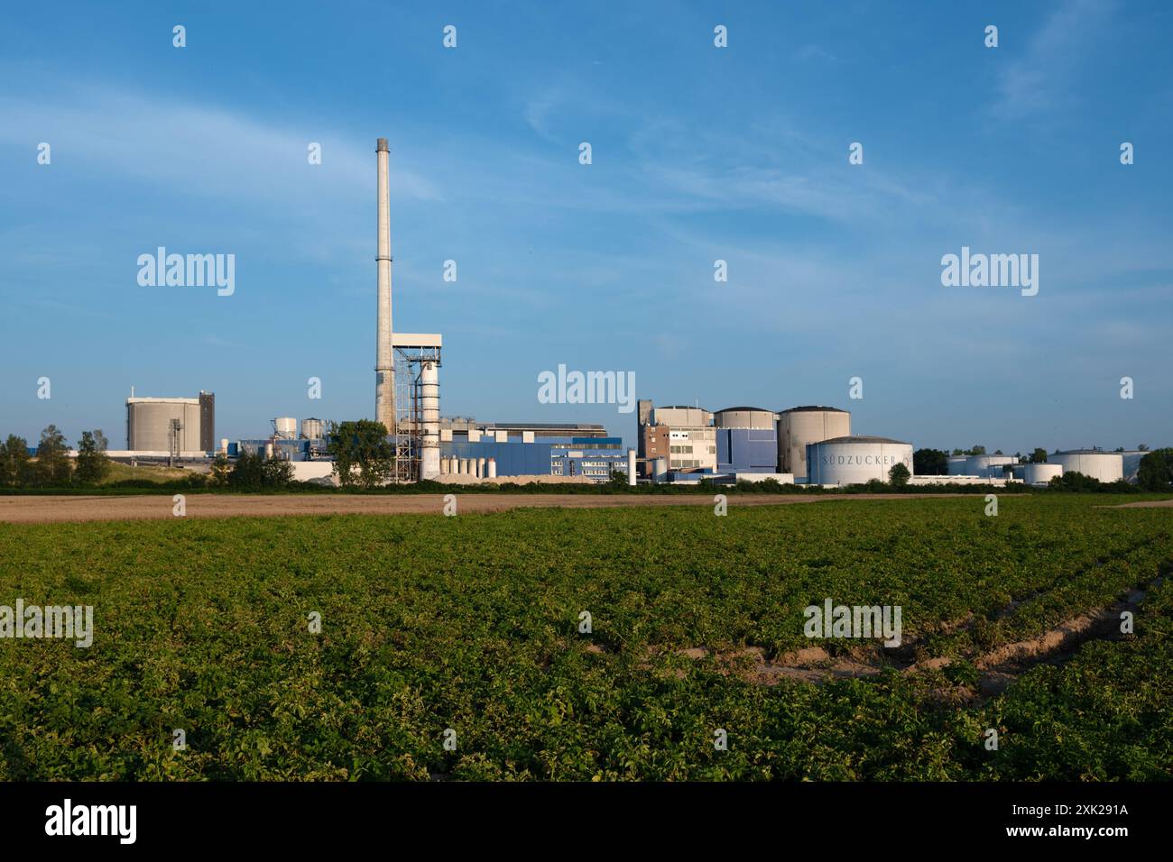 Suedzucker à Plattling transforme la betterave sucrière en sucre raffiné, champ de pommes de terre au premier plan, basse-Bavière, Allemagne Banque D'Images