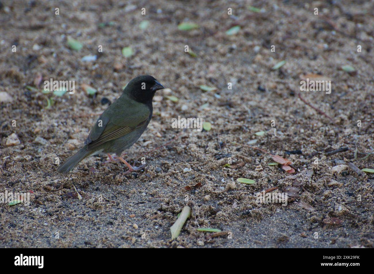 Grassquit (Melanospiza bicolor) Aves Banque D'Images