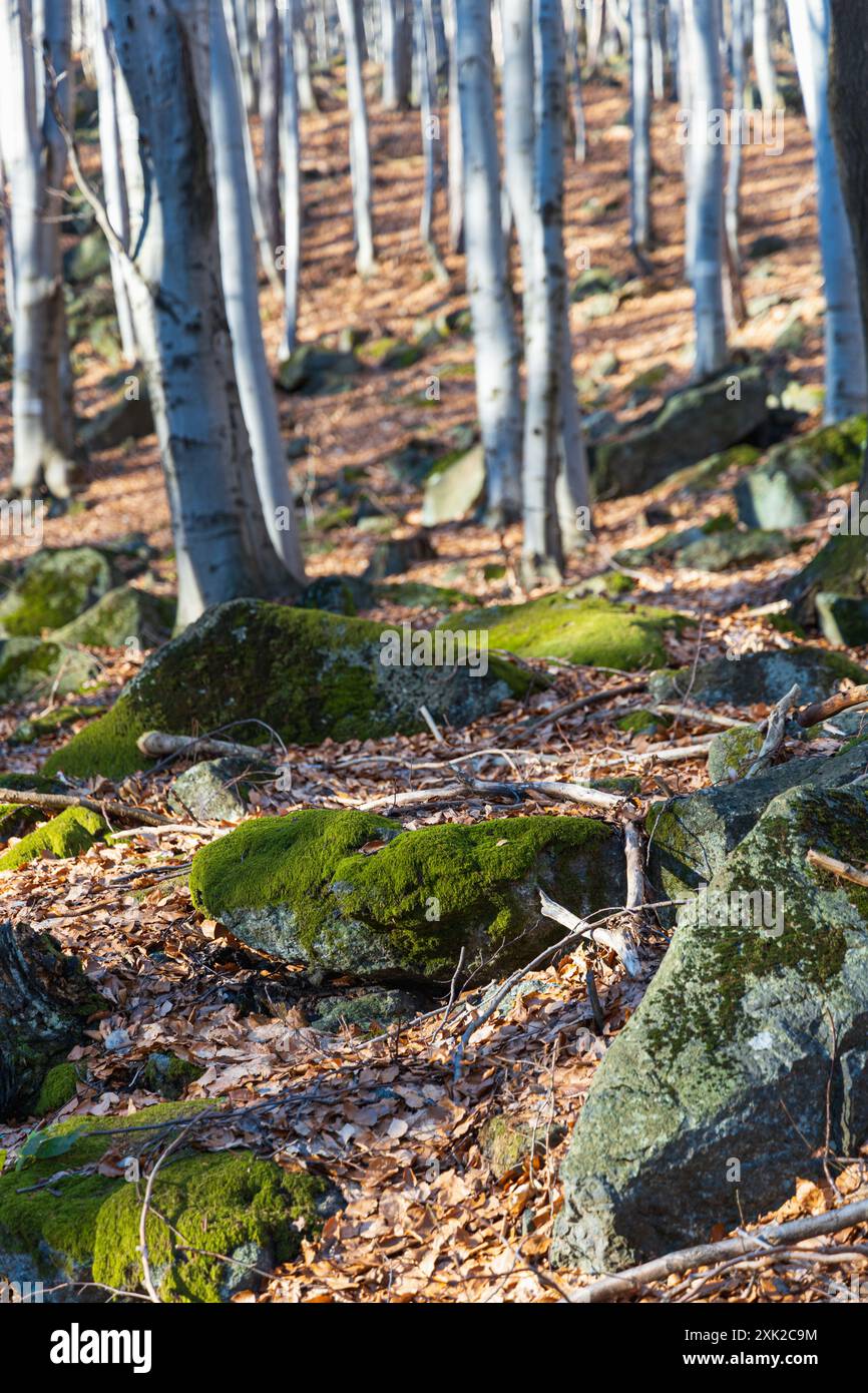 Peu de formations rocheuses petites et géantes à côté du sentier de montagne à la journée ensoleillée en hiver Banque D'Images