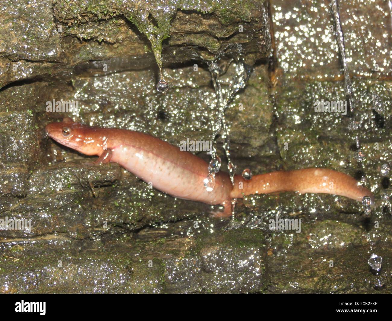 Salamandre de printemps (Gyrinophilus porphyriticus) amphibiens Banque D'Images