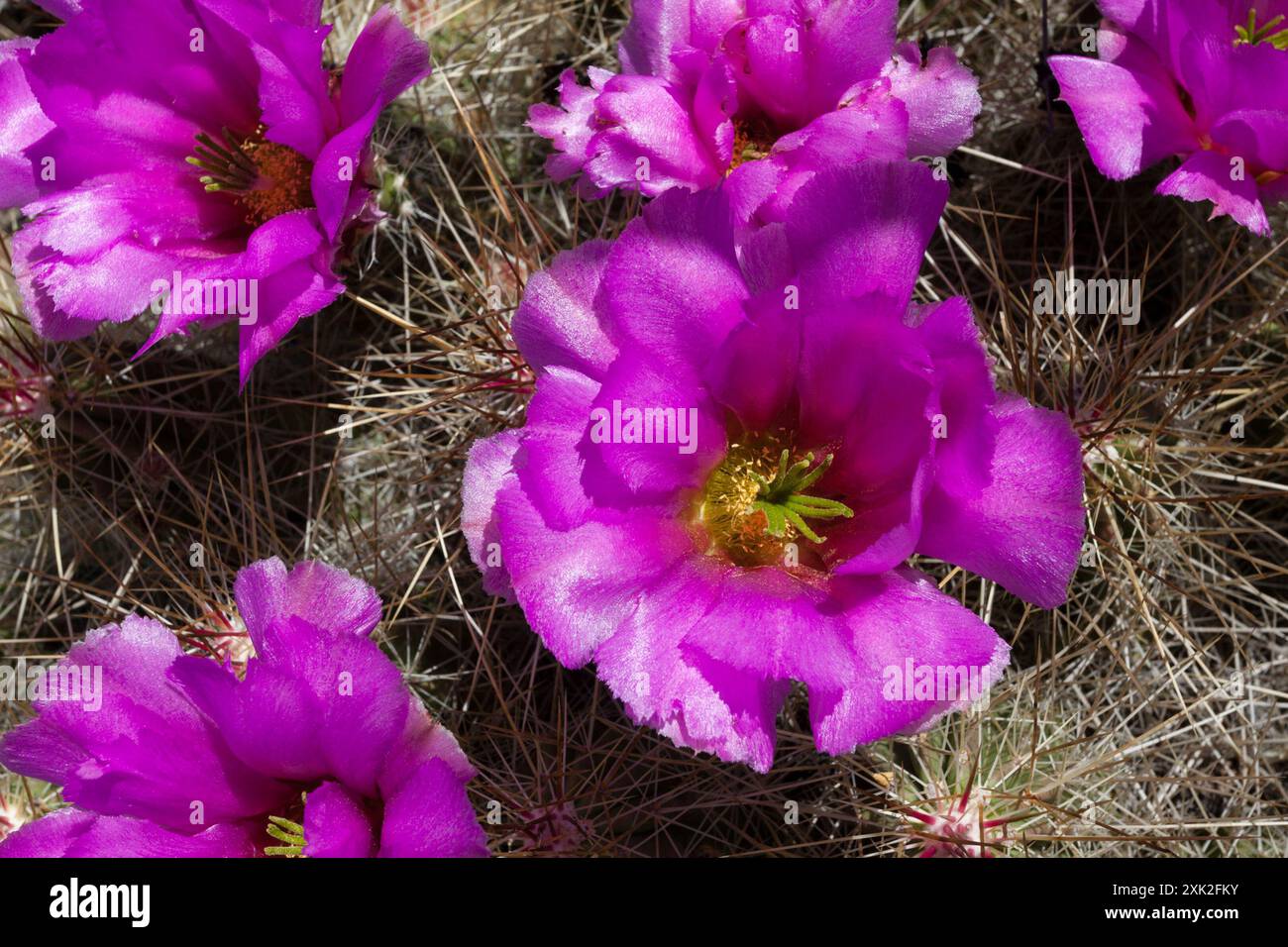 Cactus de hérisson de fraise (Echinocereus stramineus) Plantae Banque D'Images