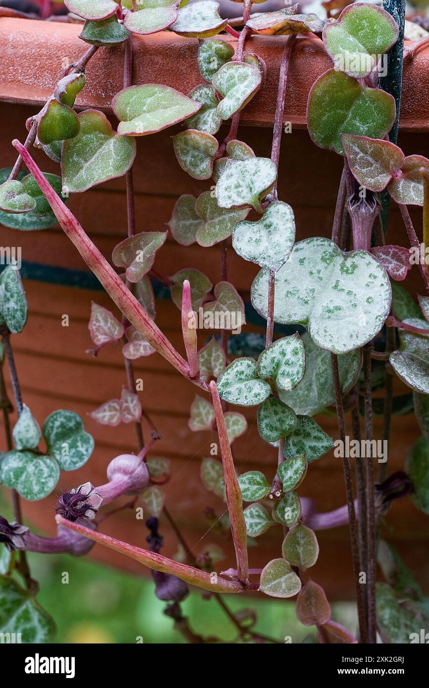 Chaîne de cœurs (Ceropegia woodii = Ceropegia linearis subsp. Woodii), Apocynacea. Vigne aux herbes vivaces, plante ornementale, fleur inhabituelle. Banque D'Images