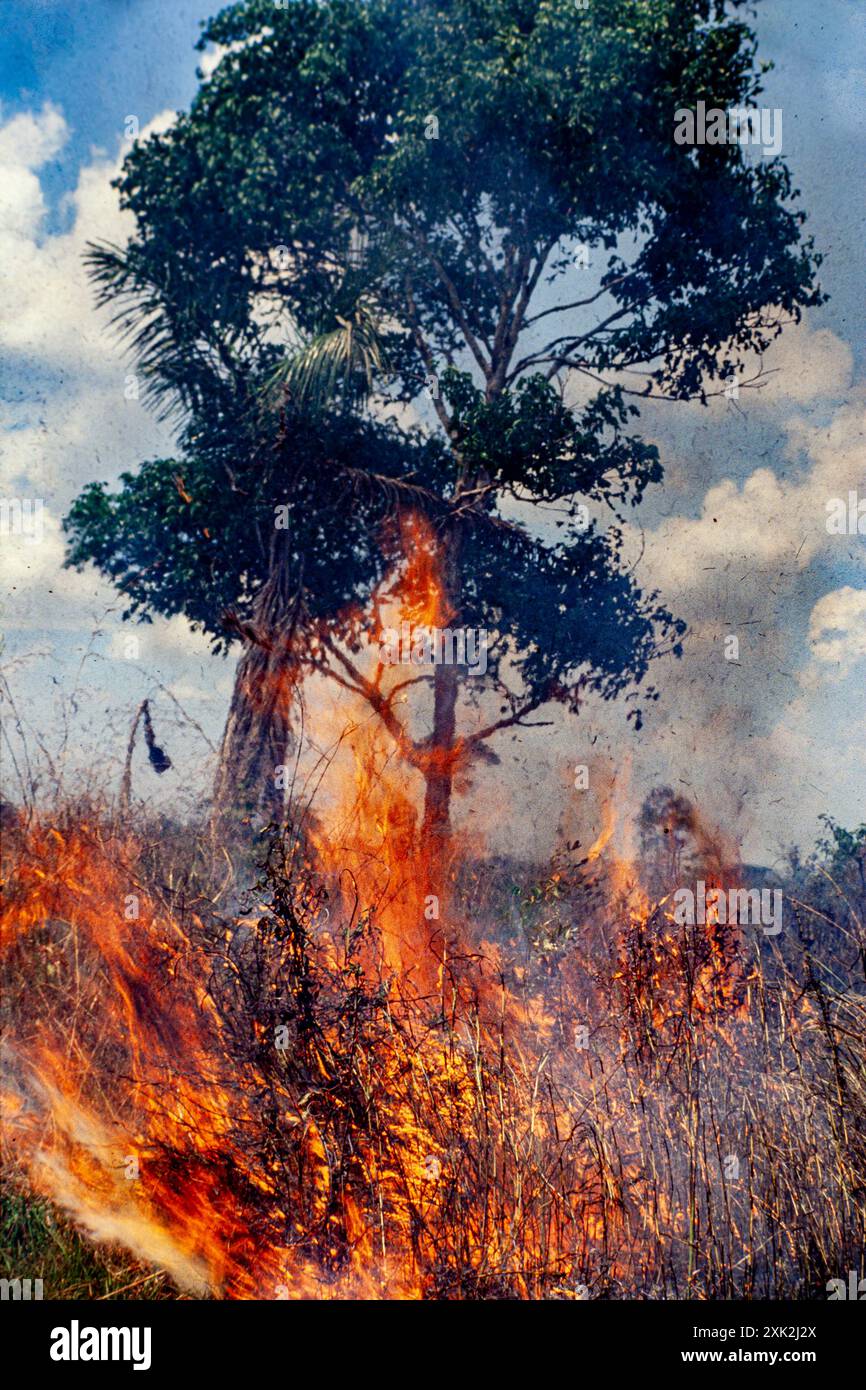 Brûler des arbres dans une zone de forêt précédemment défrichée pour l’élevage de bétail, la déforestation amazonienne, au Brésil, libère d’importants volumes de dioxyde de carbone et de particules, exacerbant le changement climatique et la pollution atmosphérique régionale. Cette pratique du sablage, motivée par l’expansion de l’agrobusiness, détruit non seulement des puits de carbone essentiels, mais sape également la biodiversité, la santé des sols et les droits fonciers indigènes dans la plus grande forêt tropicale humide du monde. Banque D'Images