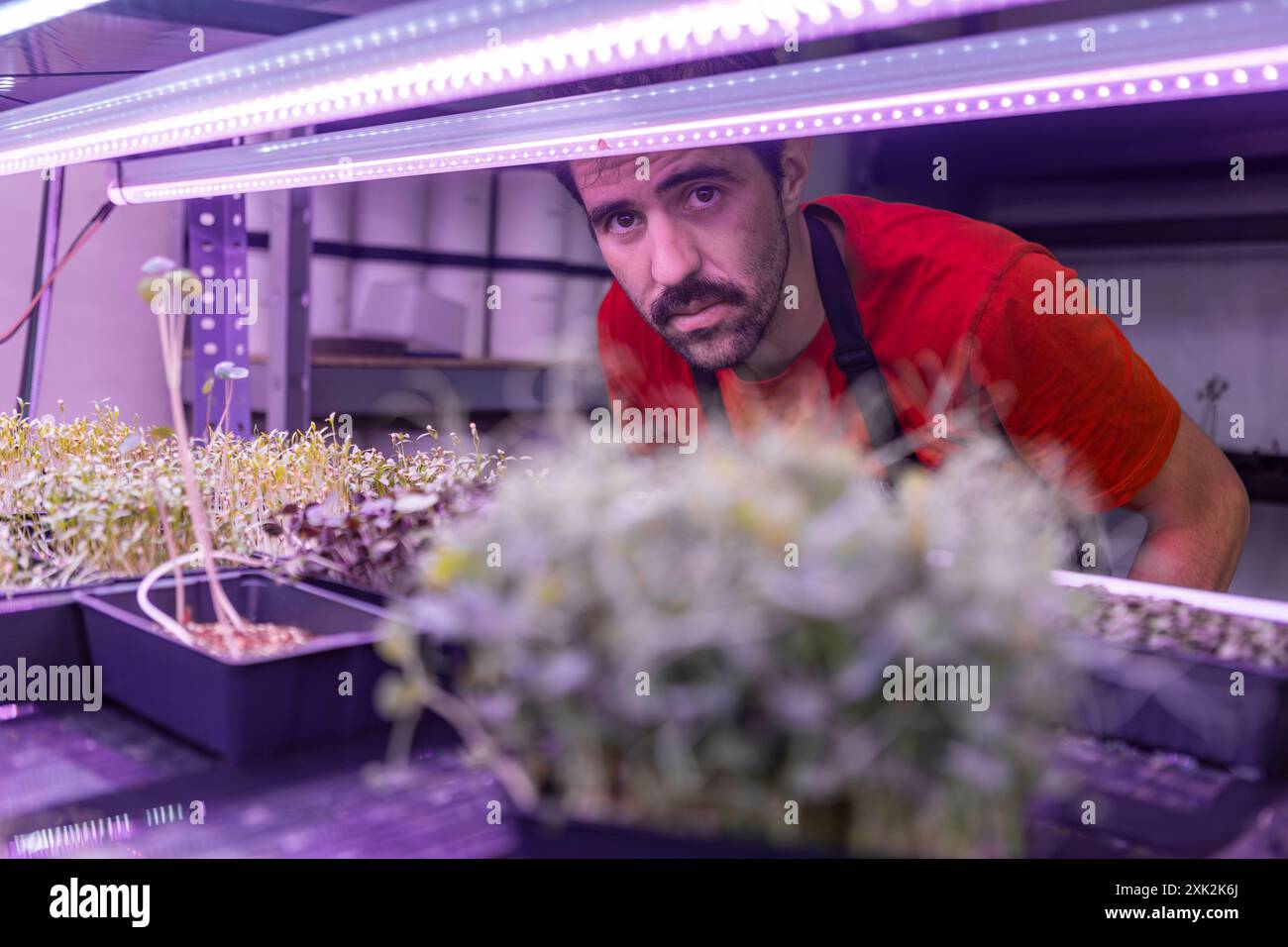 Un agriculteur masculin concentré inspecte attentivement les microgreens à croissance rapide sous éclairage LED artificiel dans un cadre intérieur, assurant la qualité et la croissance Banque D'Images