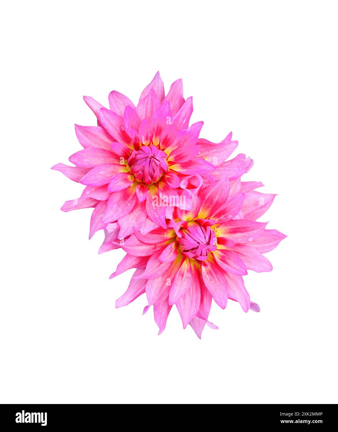 Fleur de dahlia isolée. Dahlia rose sur fond blanc Banque D'Images