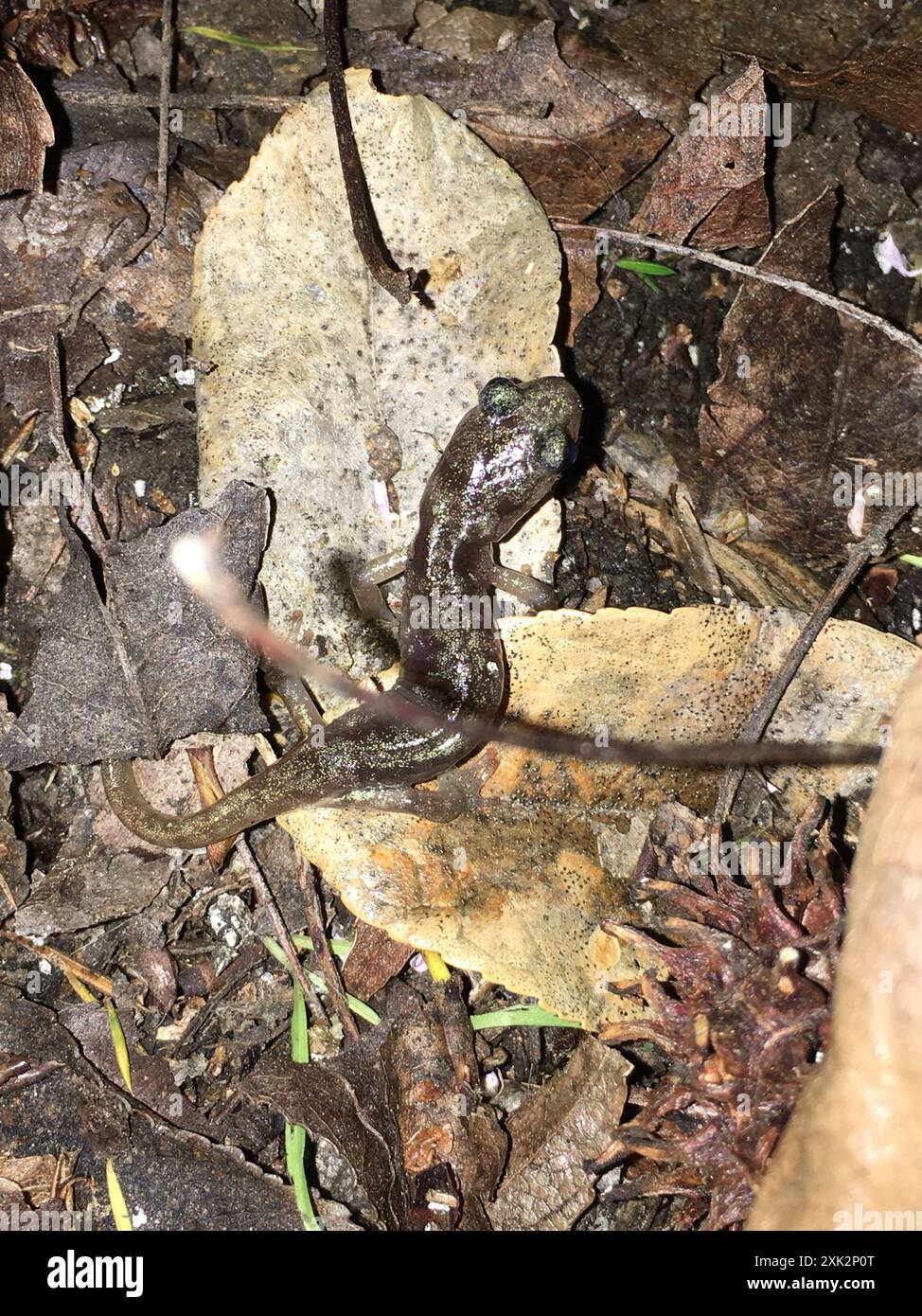 Salamandre arboricole (Aneides lugubris) amphibiens Banque D'Images