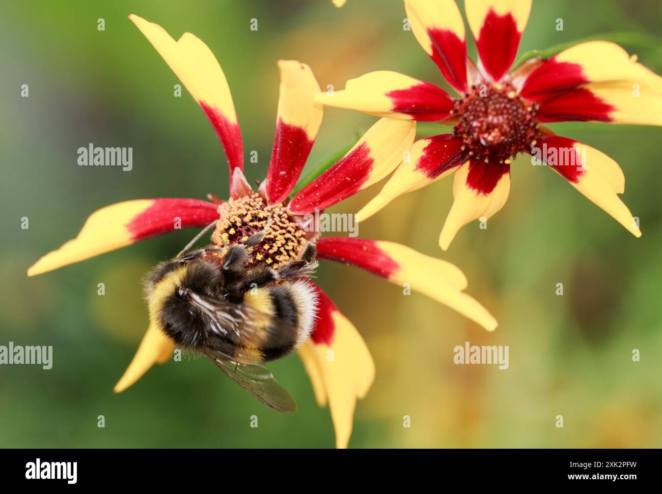 Abeille à queue buff recueillant le pollen d'une graine de poulet rouge et jaune - coreopsis - fleur en pleine floraison Banque D'Images