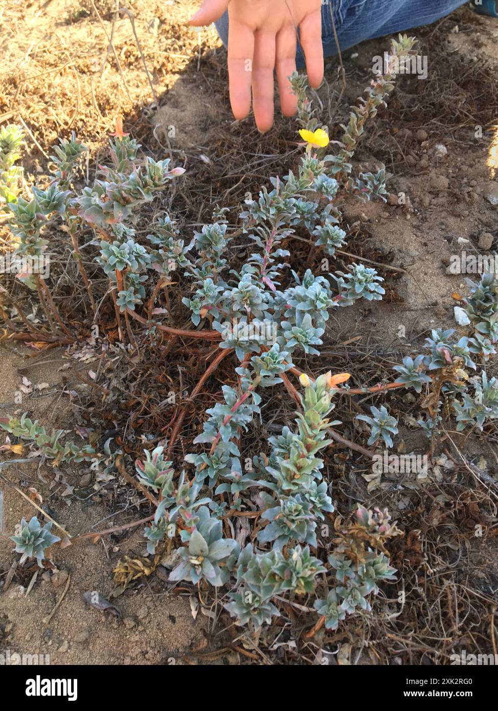 L'onagre de plage (Camissoniopsis cheiranthifolia cheiranthifolia) Plantae Banque D'Images