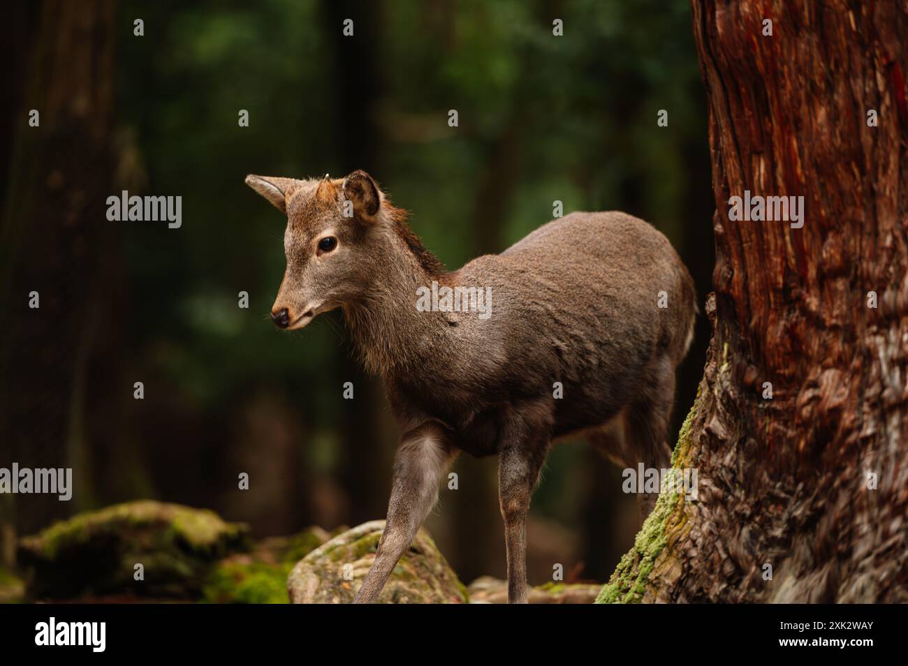 Gros plan d'un cerf marchant gracieusement dans une forêt sereine, avec en toile de fond une végétation luxuriante et des arbres couverts de mousse, capturant l'essence de W. Banque D'Images