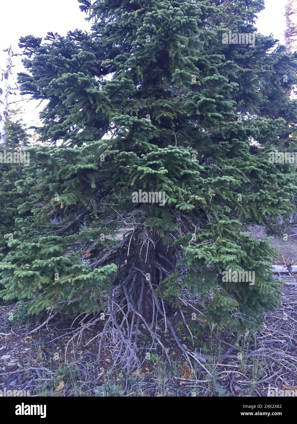 Sapin rouge (Abies magnifica) Plantae Banque D'Images