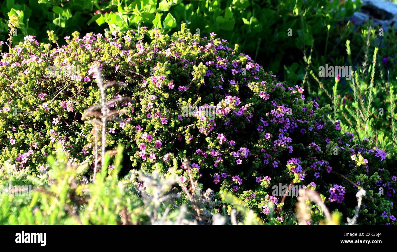 Porcelaine calcaire (Acmadenia heterophylla) Plantae Banque D'Images