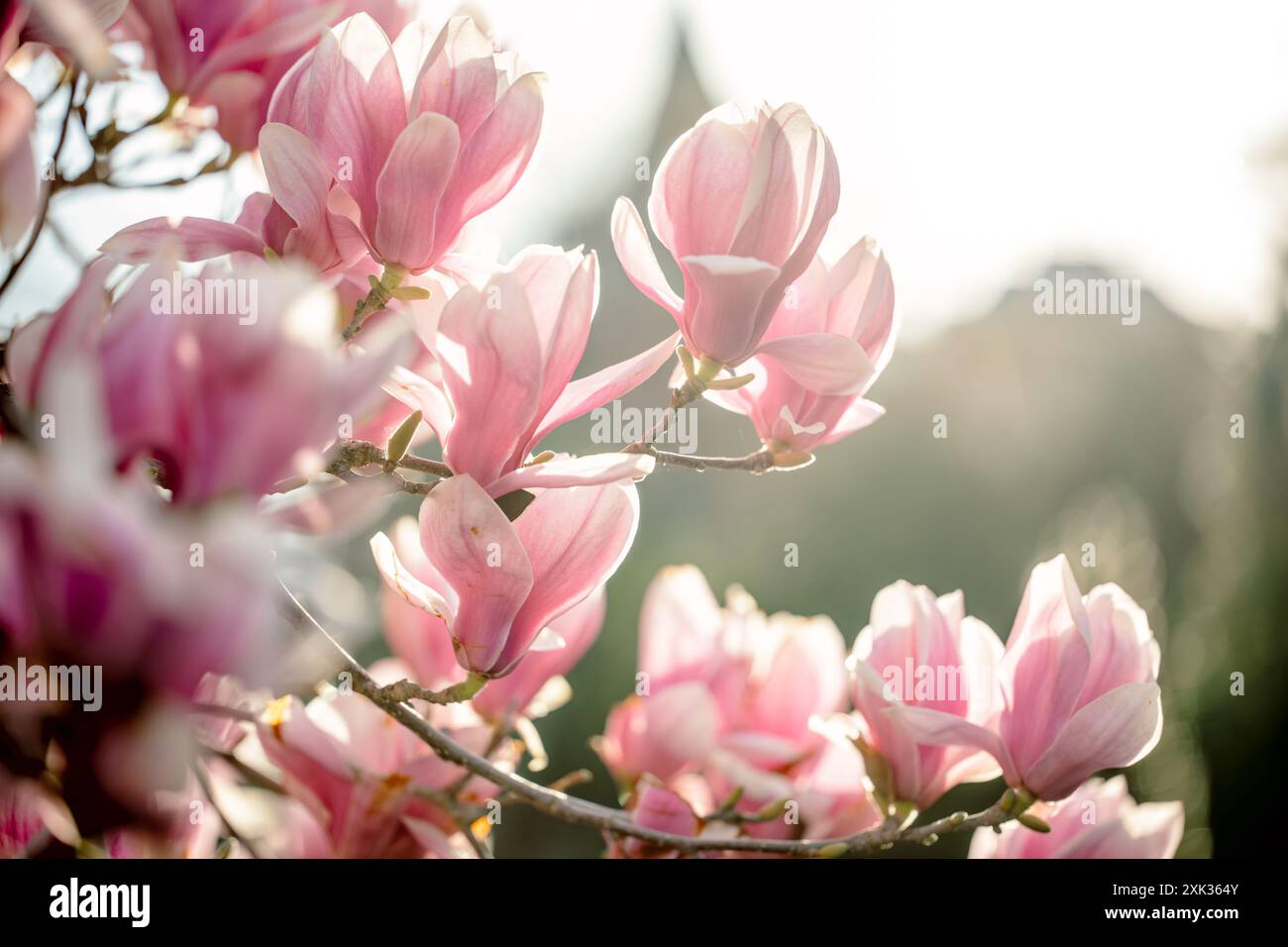 WASHINGTON DC, États-Unis — les magnolias de soucoupe éclatent dans le jardin Enid A. Haupt derrière le château de Smithsonian. Ces arbres à floraison printanière fleurissent généralement plusieurs semaines avant la floraison des célèbres cerisiers de Washington. Le jardin de style victorien offre l'une des premières expositions florales spectaculaires de la saison printanière de la capitale. Banque D'Images