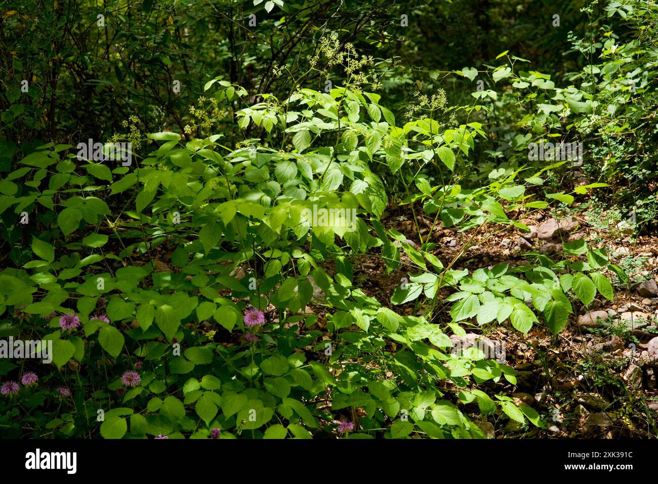 (Aralia bicrenata) Plantae Banque D'Images