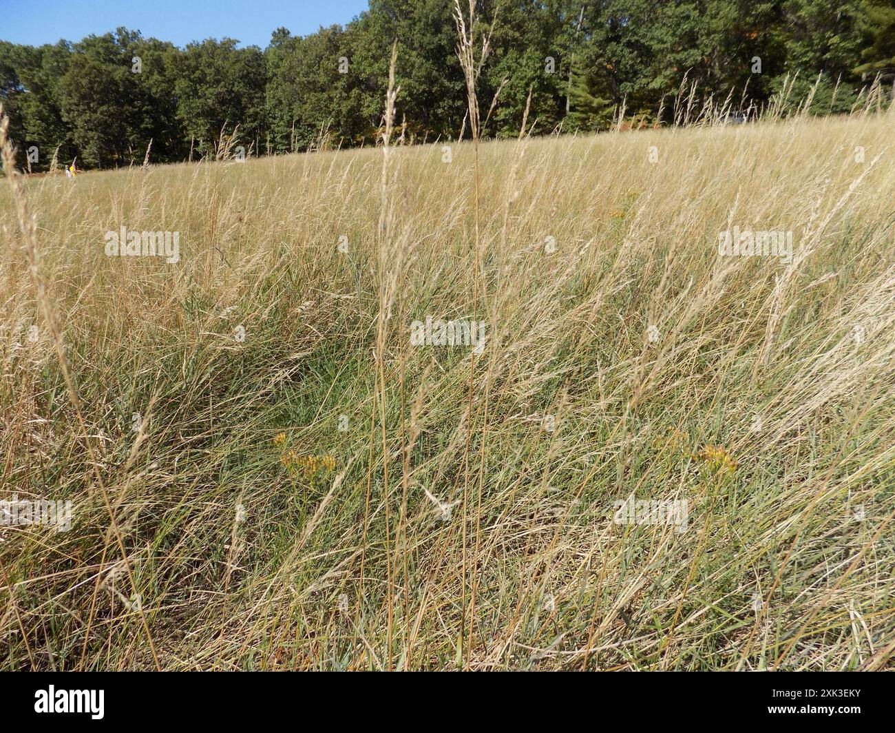 Calamagrostis canadensis Plantae du canada Banque D'Images