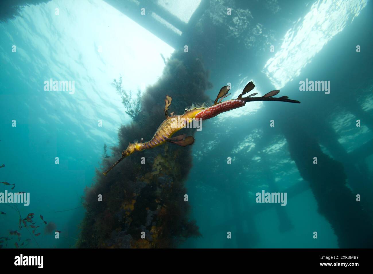 Weedy Sea Dragon nageant avec des œufs. Banque D'Images