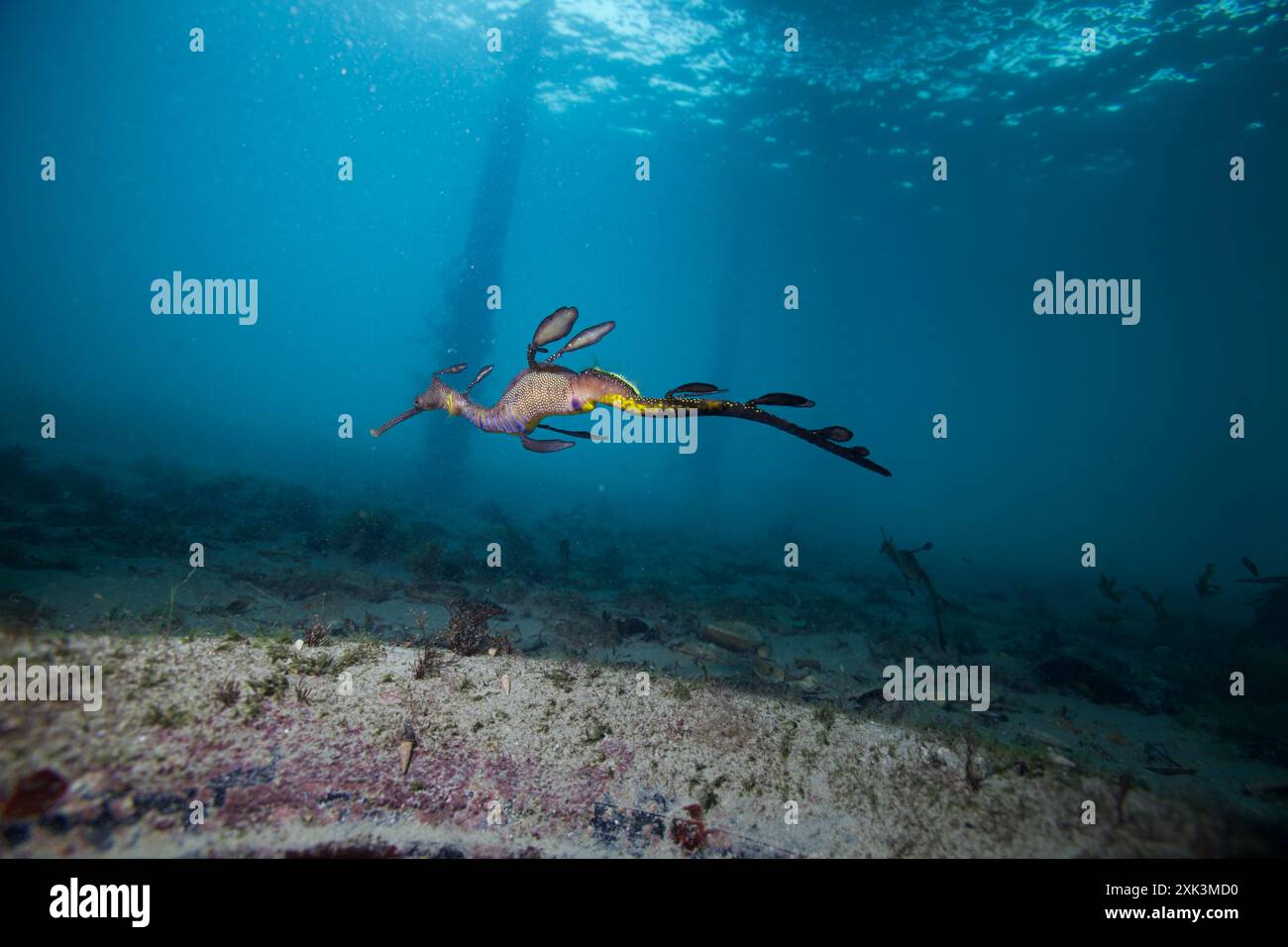 Weedy Sea Dragon nageant avec des œufs. Banque D'Images