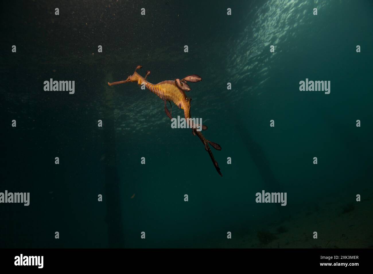 Weedy Sea Dragon nageant avec des œufs. Banque D'Images