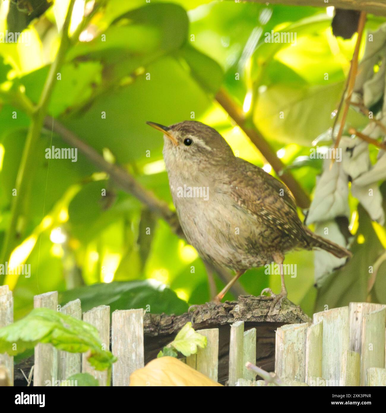 Wren perché dans un jardin Bedfordshire Banque D'Images